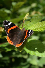 papillon vulcain