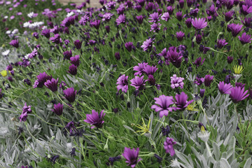 Field of flowers purple color.