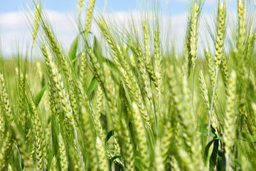 closeup of wheat field in spring, beautiful landscape, green grass and blue sky with clouds