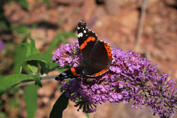 papillon vulcain