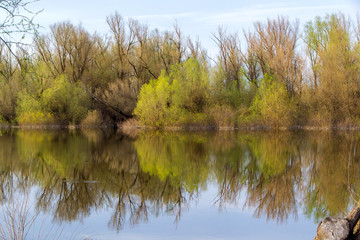 Nature along the river bank