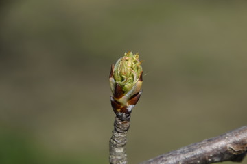 Blossoming buds of pear tree. Dissolve kidney pears