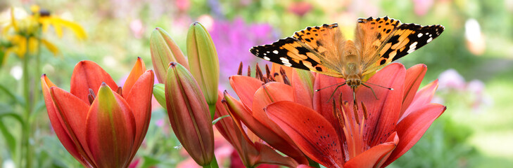 Schmetterling 439 © K.-U. Häßler