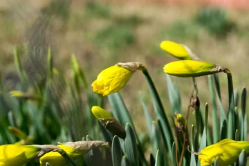 Outdoor kussens Gele narcisbloem in gras. Slowakije © Valeria