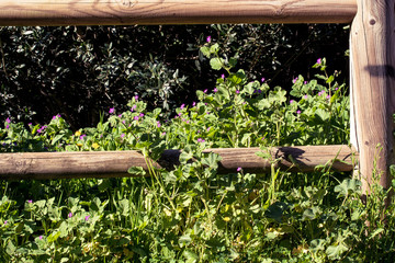Pelargonium in the park