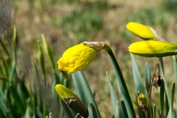 Schilderijen op glas Daffodil flower in grass. Slovakia © Valeria