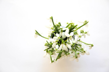 Snowdrop- spring white flower. Bouquet of fresh snowdrops flowers on the white background