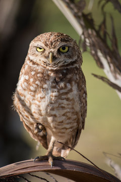 Photo Burrowing Owl looking