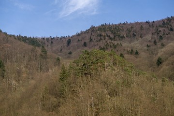 Magic trees and paths in the forest. Slovakia