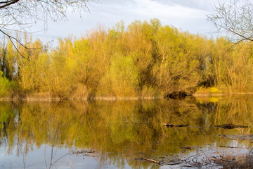 Fototapeta na wymiar Nature along the river bank