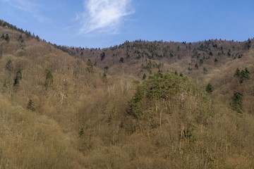 Magic trees and paths in the forest. Slovakia