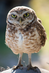 Photo Burrowing Owl looking