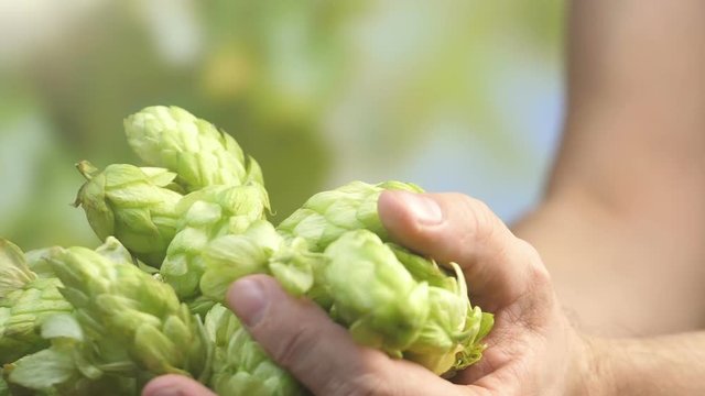 Professional video of hops cones in hands in slow motion 180fps