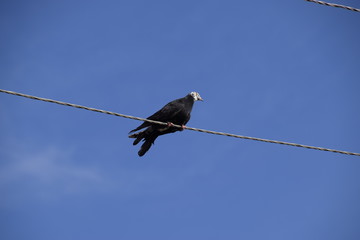 home thoroughbred pigeon sits on a power line wire