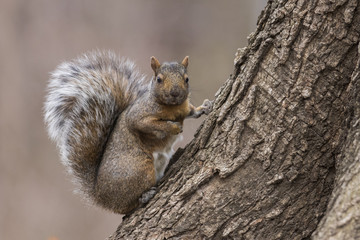 grey squirrel in winter