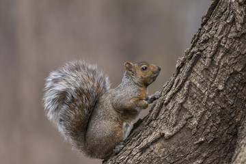 Naklejka na ściany i meble grey squirrel in winter
