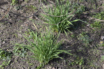 Leek. Bow onion in the garden