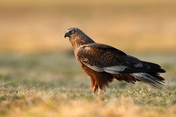 Marsh harrier (Circus aeruginosus)