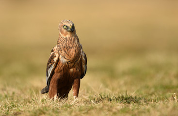 Marsh harrier (Circus aeruginosus)