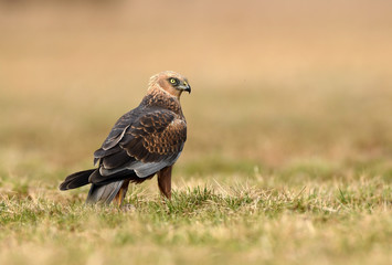 Marsh harrier (Circus aeruginosus)
