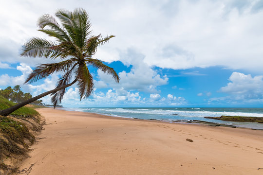 Lone coconut leaning on deserted tropical beach