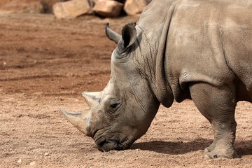 Obraz premium rinoceronte
