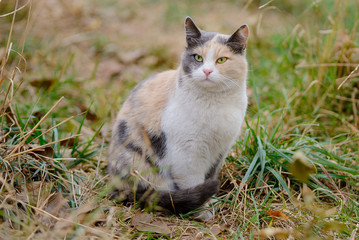 Naklejka na ściany i meble Three-colored cat sitting in the grass