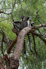 lemur