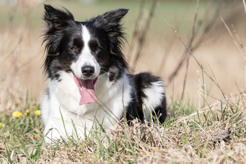 Border Collie beim Spaziergang 