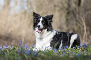 Border Collie beim Spaziergang 