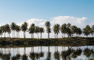 Plakat Tropical landscape with reflection of coconut trees in the water