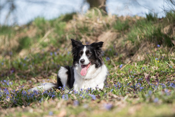 Border Collie beim Spaziergang 