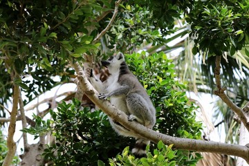 lemur