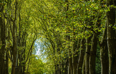 Walkway, lane, path with green trees in the forest