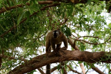 lemur