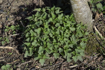 Young nettle in a garden