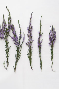 Branches of heather with violet flowers on a light background.