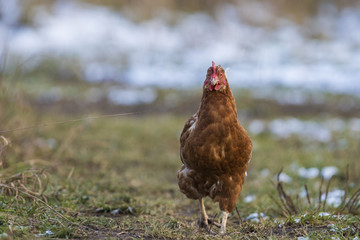 Free range hen in winter