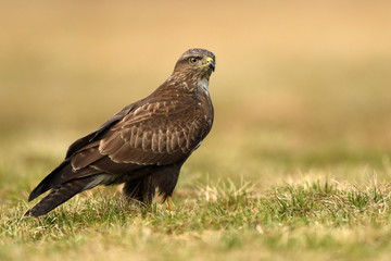 Common buzzard (Buteo buteo)