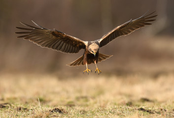 Marsh harrier (Circus aeruginosus)