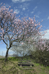 mandelblüte bei neustadt-gimmeldingen