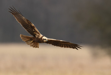 Marsh harrier (Circus aeruginosus)