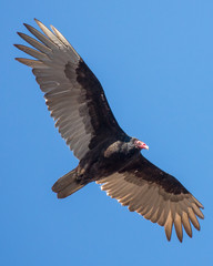 Turkey Vulture