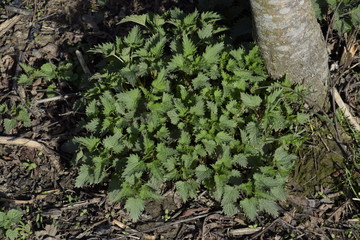 Young nettle in a garden