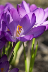 Fioletowe wiosenne krokusy
