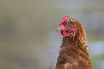 Free range hen in winter