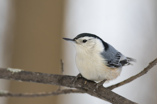White-breasted Nuthatch  in winter