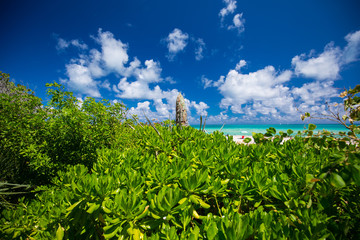 A plant near the ocean on the beach. South Beach, Miami Beach, Florida, USA. 