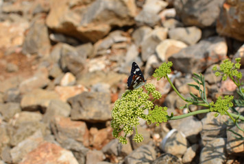 Blue-brown butterfly on a green plant that grows from stones
