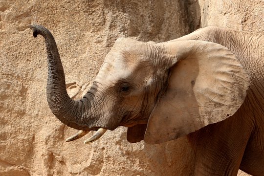 elefante
